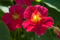 Cherry Ã¢â¬ârose colored Nasturtium `Jewel Cherry Rose` - Tropaeolum majus Royalty Free Stock Photo